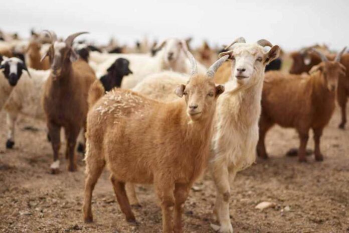 Historia de Myriam Pizarro Historia de Myriam Pizarro