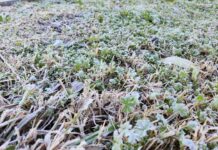 Histórica helada en Chillán pone a prueba la agricultura de Ñuble y Biobío