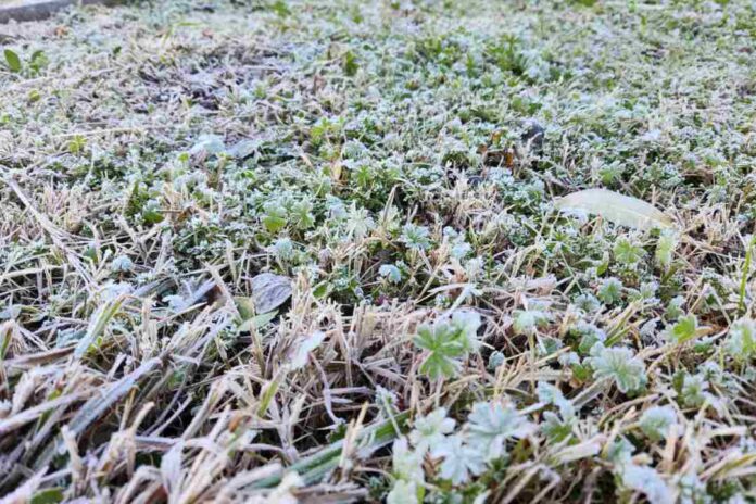 Histórica helada en Chillán pone a prueba la agricultura de Ñuble y Biobío