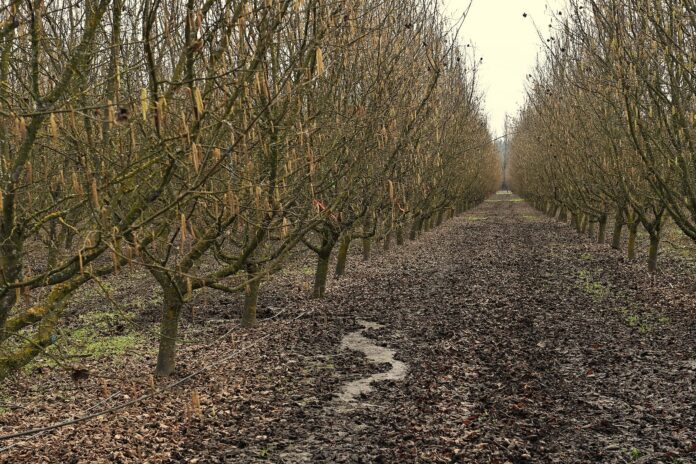 Investigadores INIA profundizan acciones para controlar enfermedades de madera en avellano europeo