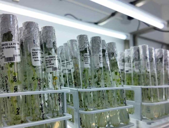 INIA Chile inauguró Banco de Germoplasma de la Papa en Osorno INIA Chile inauguró Banco de Germoplasma de la Papa en Osorno