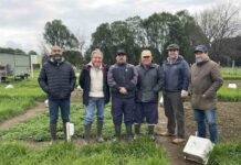 INIA estudia beneficios de trébol en mezcla con ballica para promover sistemas ganaderos sostenibles