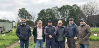 INIA estudia beneficios de trébol en mezcla con ballica para promover sistemas ganaderos sostenibles