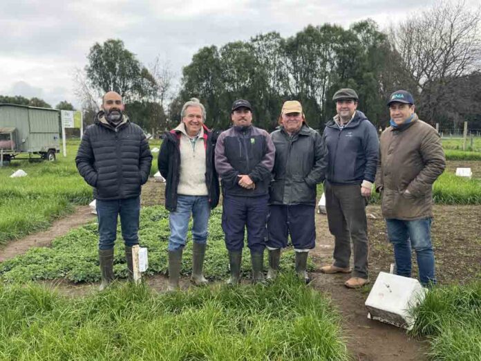 INIA estudia beneficios de trébol en mezcla con ballica para promover sistemas ganaderos sostenibles INIA estudia beneficios de trébol en mezcla con ballica para promover sistemas ganaderos sostenibles