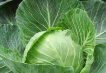 INIA presenta boletín técnico sobre bioplaguicidas: una herramienta sustentable para el manejo de plagas