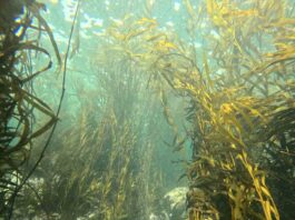 Investigadores chilenos expondrán avances sobre macroalgas en congreso internacional en Filipinas