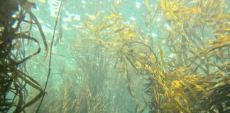 Investigadores chilenos expondrán avances sobre macroalgas en congreso internacional en Filipinas
