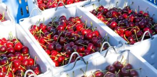 La temporada de cerezas del Noroeste de Pacífico comienza temprano y con fuerza