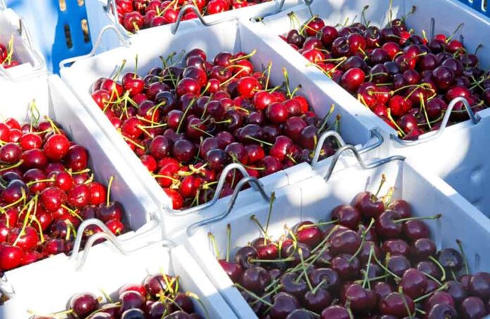 La temporada de cerezas del Noroeste de Pacífico comienza temprano y con fuerza