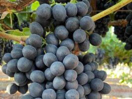 Los bioestimulantes en base a algas: impulso clave para la fruticultura chilena frente al cambio climático