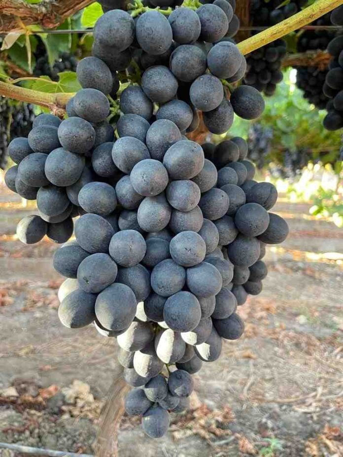 Los bioestimulantes en base a algas: impulso clave para la fruticultura chilena frente al cambio climático