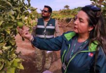 Ministerio de Agricultura pone en marcha nuevo seguro colectivo para mosca de la fruta