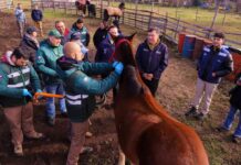 Ministro Valenzuela encabeza operativo del Servicio Agrícola y Ganadero (SAG) que busca combatir la anemia infecciosa equina (EIA)