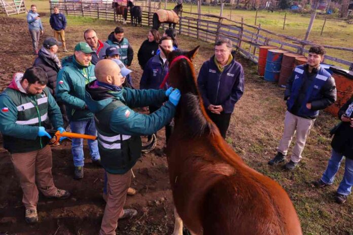 Ministro Valenzuela encabeza operativo del Servicio Agrícola y Ganadero (SAG) que busca combatir la anemia infecciosa equina (EIA)