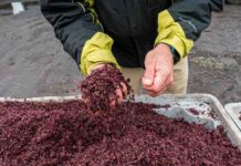 Ñuble impulsa la sostenibilidad: Universidad y sector público colaboran para transformar residuos vitivinícolas en oportunidades productivas Ñuble impulsa la sostenibilidad: Universidad y sector público colaboran para transformar residuos vitivinícolas en oportunidades productivas