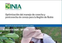 Nueva publicación de INIA orienta a productores para mejorar la cosecha y postcosecha de cerezas 