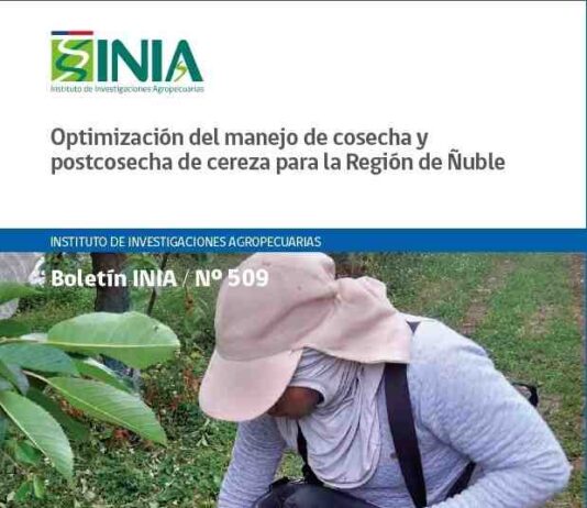 Nueva publicación de INIA orienta a productores para mejorar la cosecha y postcosecha de cerezas 