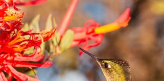 Nuevas investigaciones destacan el rol clave de una planta parásita chilena en la resistencia ecológica
