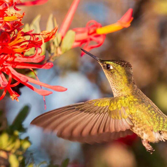 Nuevas investigaciones destacan el rol clave de una planta parásita chilena en la resistencia ecológica