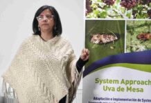 Piloto de Systems Approach en la Región de Valparaíso demuestra que es posible erradicar la Lobesia botrana a través de manejos agronómicos sostenibles Piloto de Systems Approach en la Región de Valparaíso demuestra que es posible erradicar la Lobesia botrana a través de manejos agronómicos sostenibles