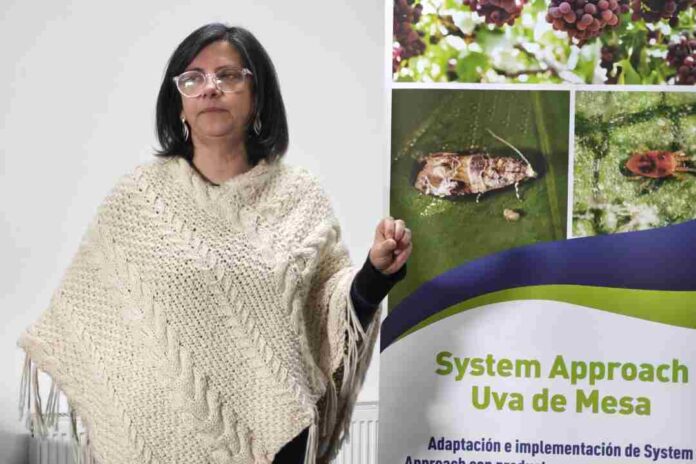 Piloto de Systems Approach en la Región de Valparaíso demuestra que es posible erradicar la Lobesia botrana a través de manejos agronómicos sostenibles