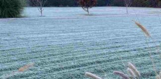 Plan Invierno 2025: Minagri refuerza medidas para proteger al sector agrícola frente a heladas, lluvias e inundaciones