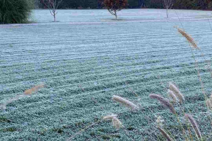 Plan Invierno 2025 Minagri refuerza medidas para proteger al sector agrícola frente a heladas, lluvias e inundaciones (1) Plan Invierno 2025: Minagri refuerza medidas para proteger al sector agrícola frente a heladas, lluvias e inundaciones