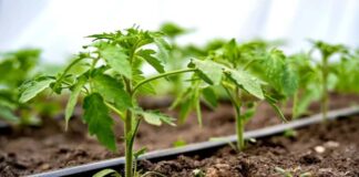 Prepara tu sistema de riego Claves para aprovechar el invierno de forma inteligente