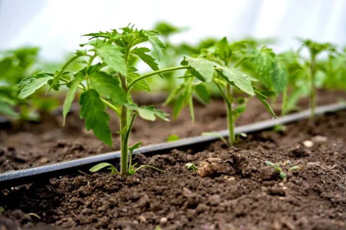 Prepara tu sistema de riego Claves para aprovechar el invierno de forma inteligente