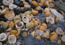 Producción alimentaria y agua:El despropósito del desperdicio de alimentos