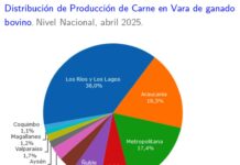 Producción de carne en vara de ganado bovino de la Región del Biobío presentó un incremento interanual de 0,9% en abril de 2025