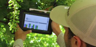 Productores de uva de mesa fortalecen capacidades en uso de sensores de suelo