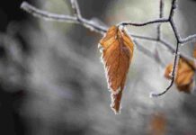 Pronostican llegada de onda polar extrema a la zona centro y sur del país Pronostican llegada de onda polar extrema a la zona centro y sur del país