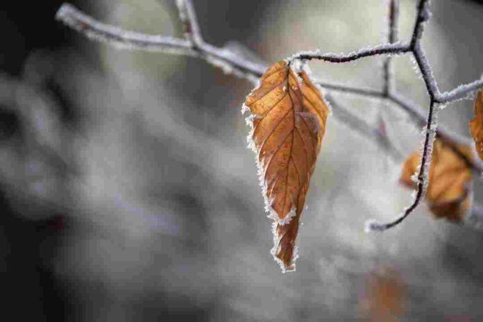 Pronostican llegada de onda polar extrema a la zona centro y sur del país
