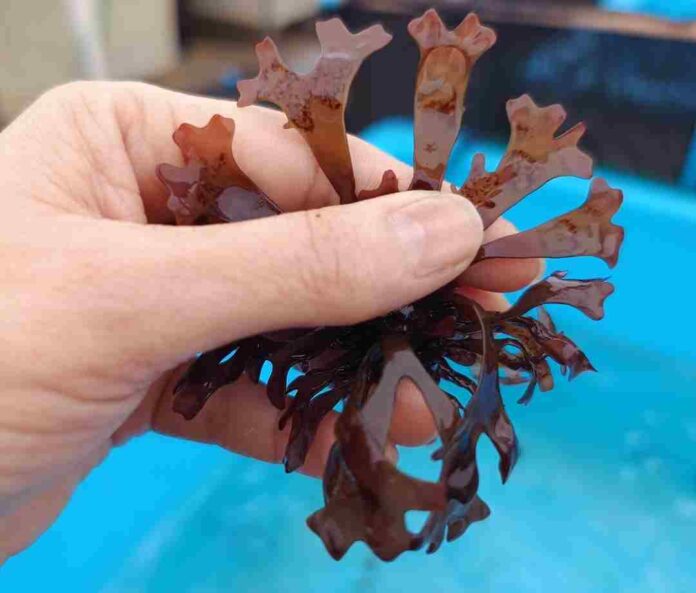 Proyecto UCN busca optimizar el cultivo de macroalga de alto valor económico y biológico Proyecto UCN busca optimizar el cultivo de macroalga de alto valor económico y biológico