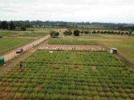 Recuperar suelos: el aporte de las chipeadoras en la agricultura sostenible