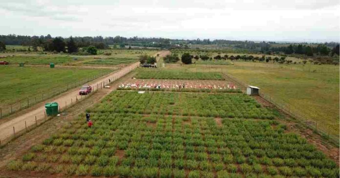 Recuperar suelos el aporte de las chipeadoras en la agricultura sostenible Recuperar suelos: el aporte de las chipeadoras en la agricultura sostenible