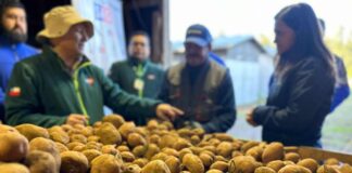 Desarrollan charla para apoyar trabajo de productores de papa en la provincia de Arauco