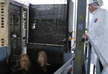 SAG impulsa transformación digital en el sector pecuario para agilizar exportaciones SAG impulsa transformación digital en el sector pecuario para agilizar exportaciones