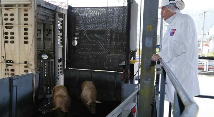 SAG impulsa transformación digital en el sector pecuario para agilizar exportaciones