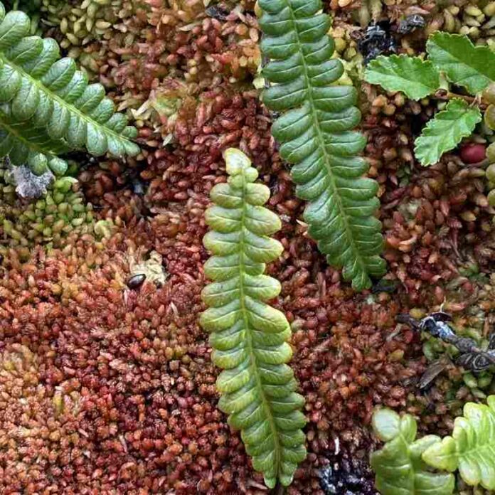Turberas un tesoro escondido en la Patagonia (2) Turberas: un tesoro escondido en la Patagonia