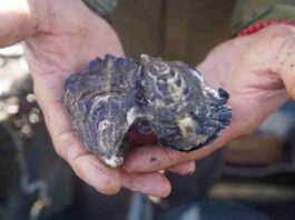 Universidad Católica del Norte se posiciona como motor de cambio en el desarrollo acuícola chileno a través del PTEC Ostra Japonesa