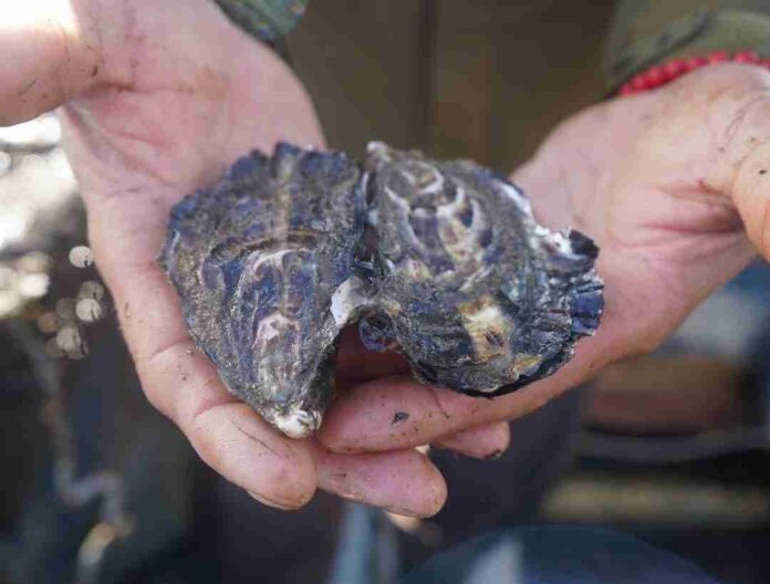 Universidad Católica del Norte se posiciona como motor de cambio en el desarrollo acuícola chileno a través del PTEC Ostra Japonesa Universidad Católica del Norte se posiciona como motor de cambio en el desarrollo acuícola chileno a través del PTEC Ostra Japonesa