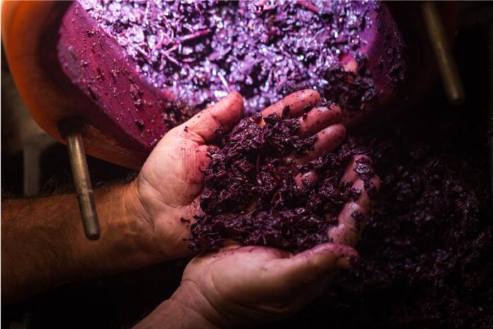 Viña Concha y Toro y HUBTEC lanzan ReWine, convocatoria abierta a proyectos de innovación en la industria vitivinícola