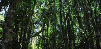 Se amplía el plazo a las postulaciones del Fondo de Conservación de la Ley de Bosque Nativo