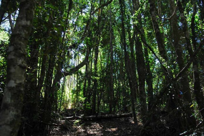 Se amplía el plazo a las postulaciones del Fondo de Conservación de la Ley de Bosque Nativo Se amplía el plazo a las postulaciones del Fondo de Conservación de la Ley de Bosque Nativo