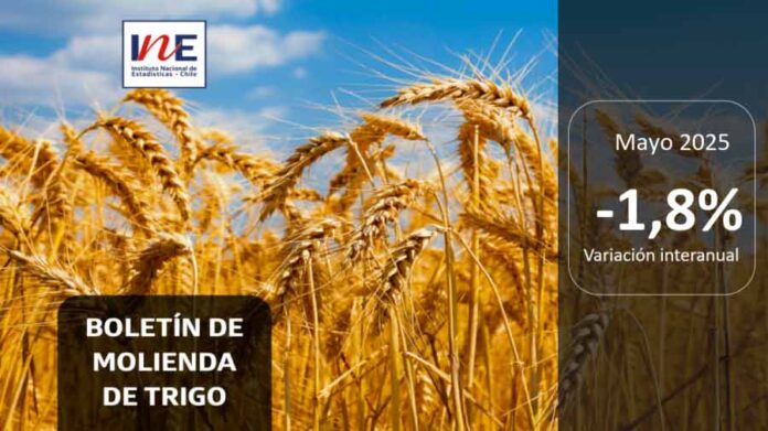 INE Biobío publica cifras de molienda de trigo correspondiente a mayo de 2025 INE Biobío publica cifras de molienda de trigo correspondiente a mayo de 2025