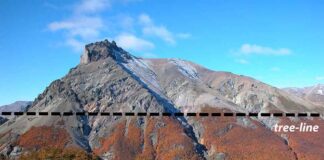 Árboles al límite: el umbral del bosque en la Patagonia