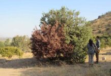 megasequía bosques mediterráneos y templados chile