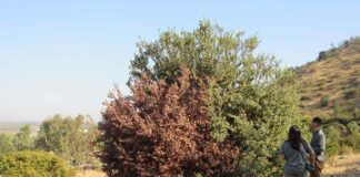 megasequía bosques mediterráneos y templados chile